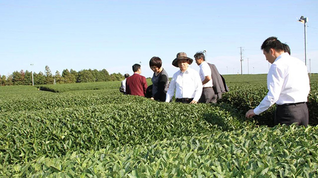 2011年中华合作时报茶周刊组织的中华茶文化代表团考察日本静冈茶园