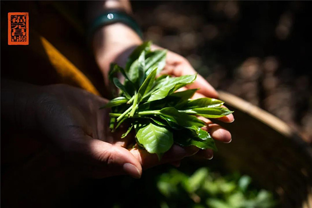 福元昌普洱茶