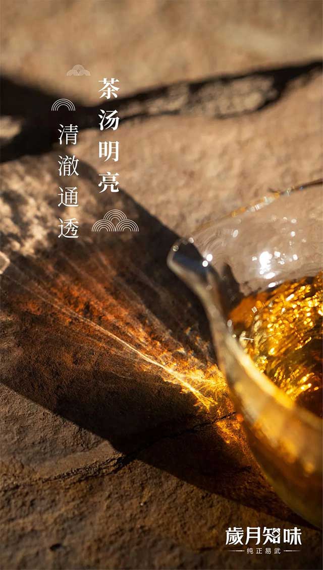 岁月知味易武早春茶