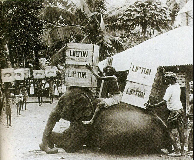 斯里兰卡大象驮运输立顿茶