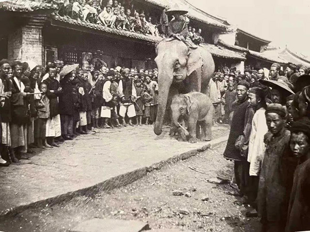 乔治厄内斯特莫理循1894年前后在云南西南部拍到的大象