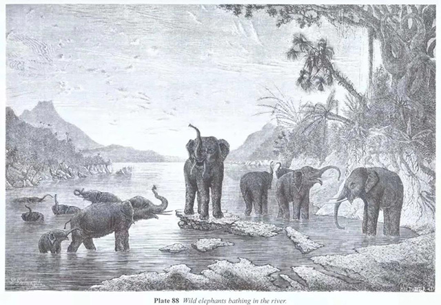19世纪法国探险家路易德拉波特的版画澜沧江流域的一群野象在河里洗澡他们看上去自由自在