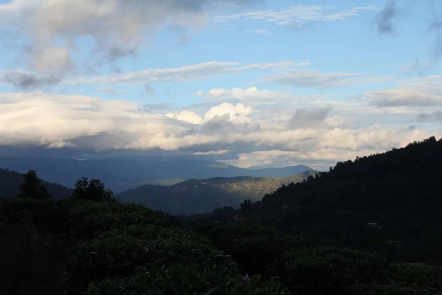 六大茶山俊昌号号级茶