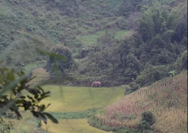 路遇野象