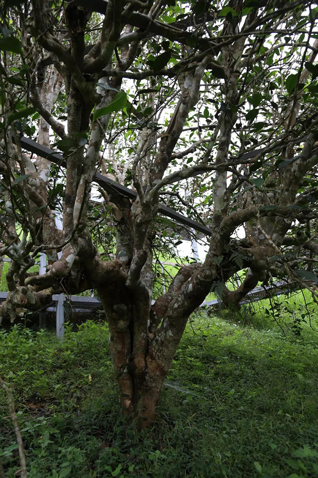 曼糯茶王树