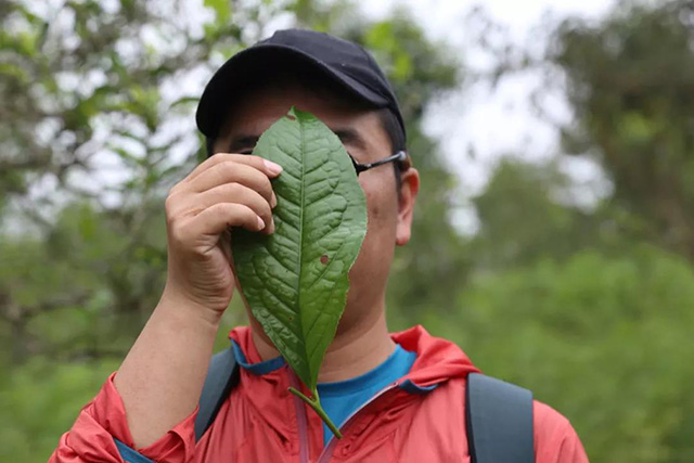 曼糯茶