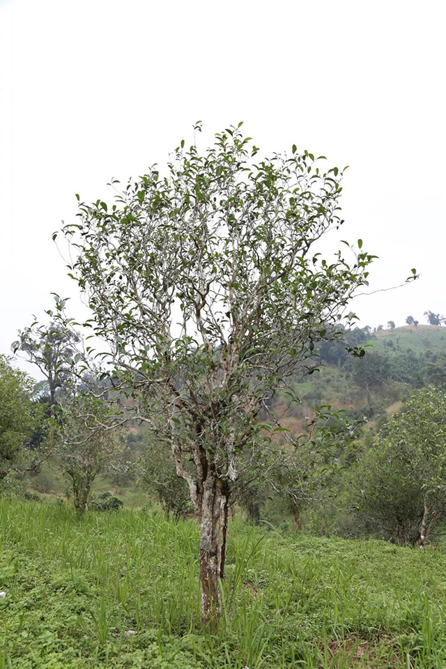 一棵典型的曼糯茶树