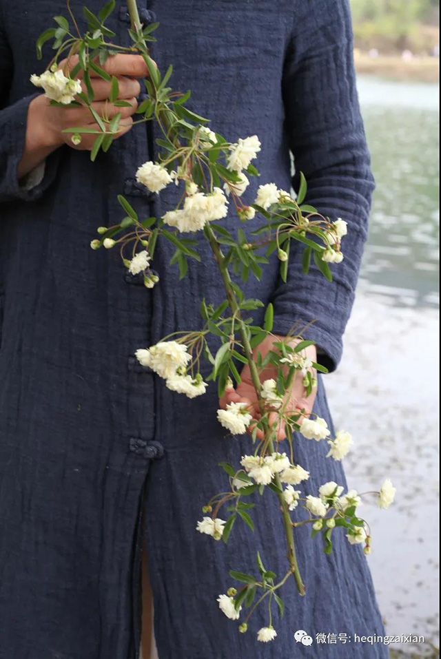 荒山大野勐麻河普洱茶