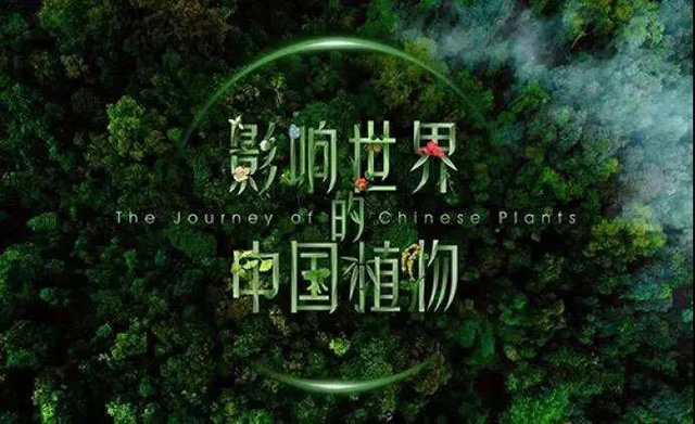 影响世界的中国植物茶