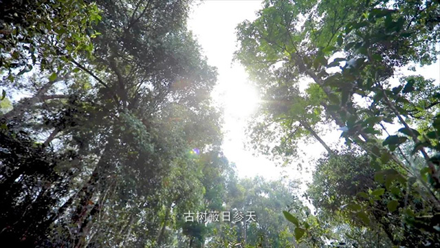 岁月知味易武茶