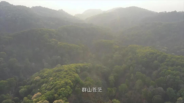 岁月知味易武茶