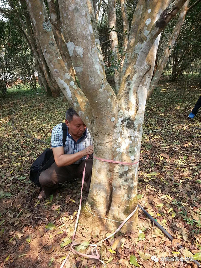 科研人员正在测量国家种质大叶茶树资源圃勐海内1985年栽种的茶树干围