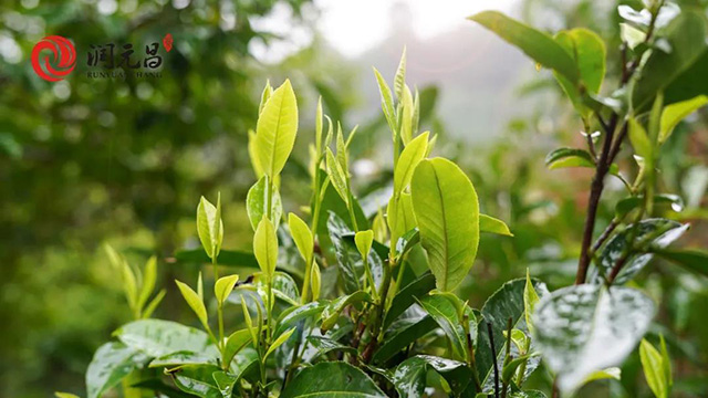 润元昌精品熟茶