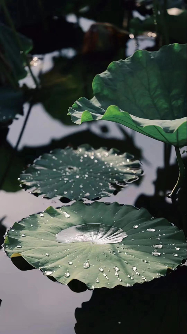 宝和祥正果青柑柑普茶