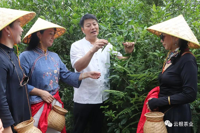 政和白茶省级非遗传承人许益灿讲解茶树品种知识