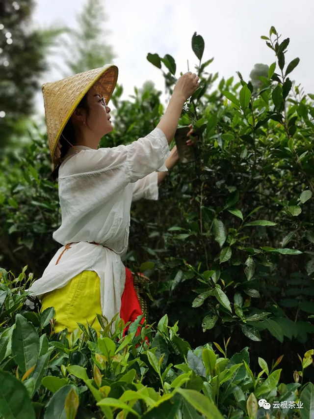 政和白茶省级非遗传承人许益灿讲解茶树品种知识
