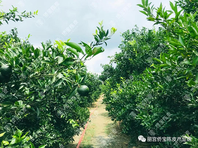 丽宫食品侨宝七月果