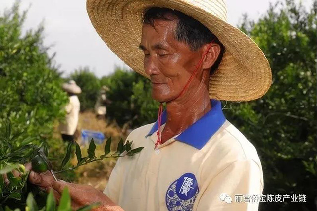 丽宫食品侨宝七月果