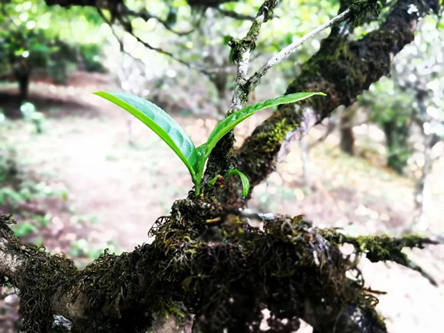 正皓茶