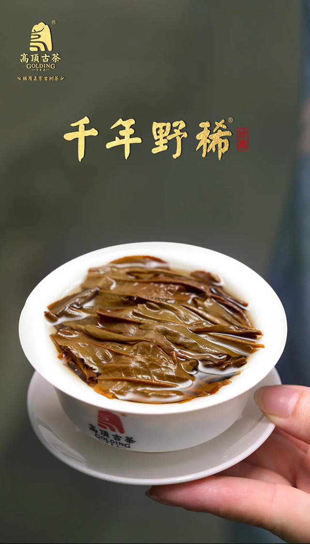 高顶古茶千年野稀珍稀古树茶