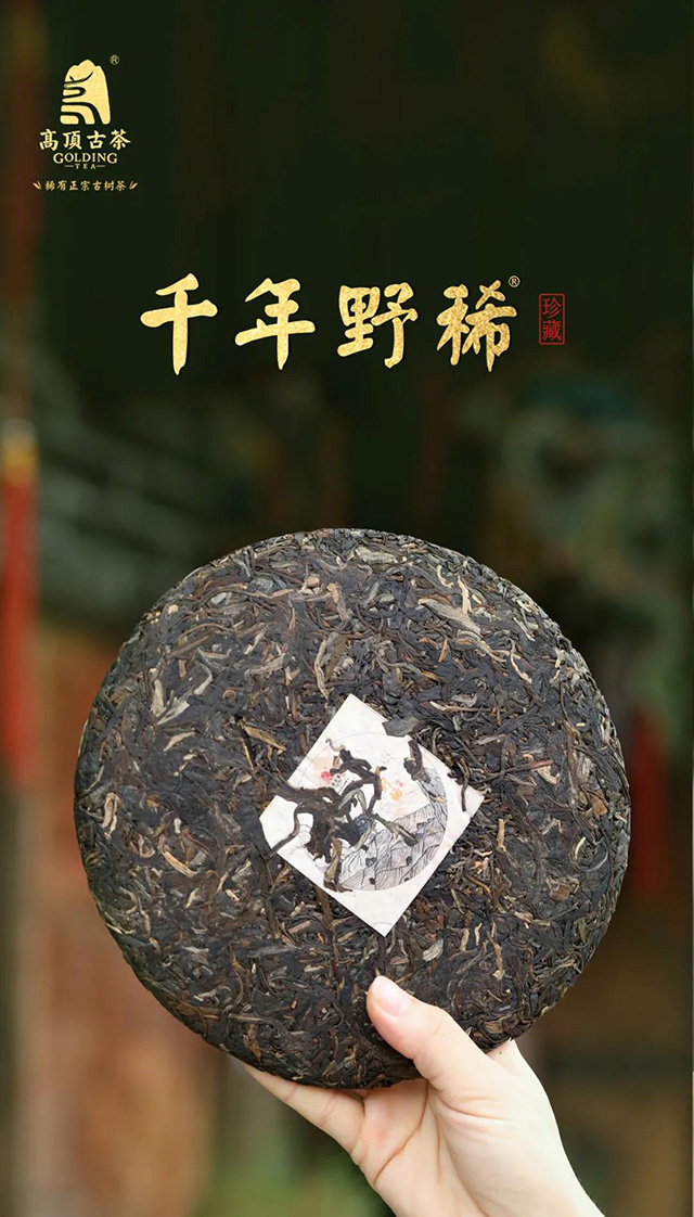 高顶古茶千年野稀珍稀古树茶