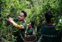 普洱杂志：古树茶，我们需要讲真