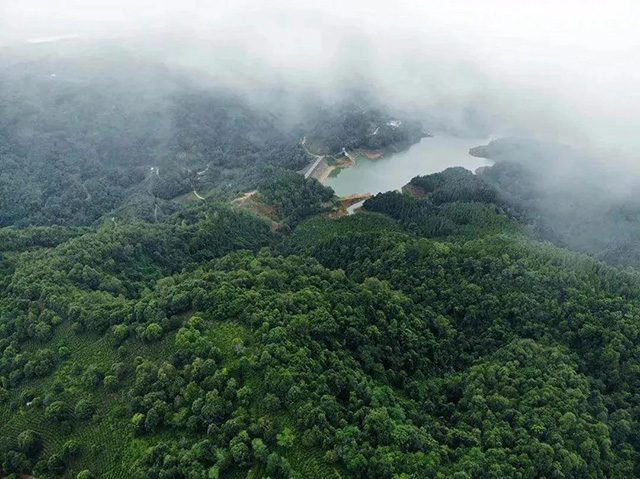 那达勐水库森林以及有机茶园