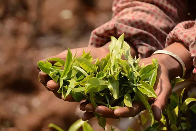 福海茶厂班章有机茶