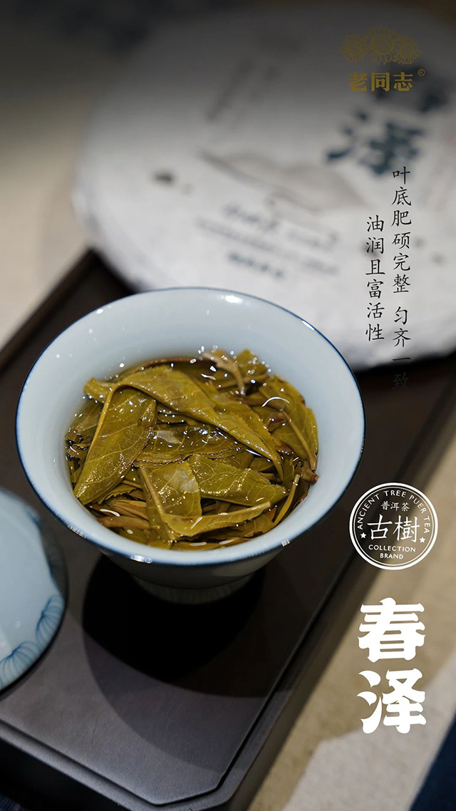 海湾茶业春泽普洱茶