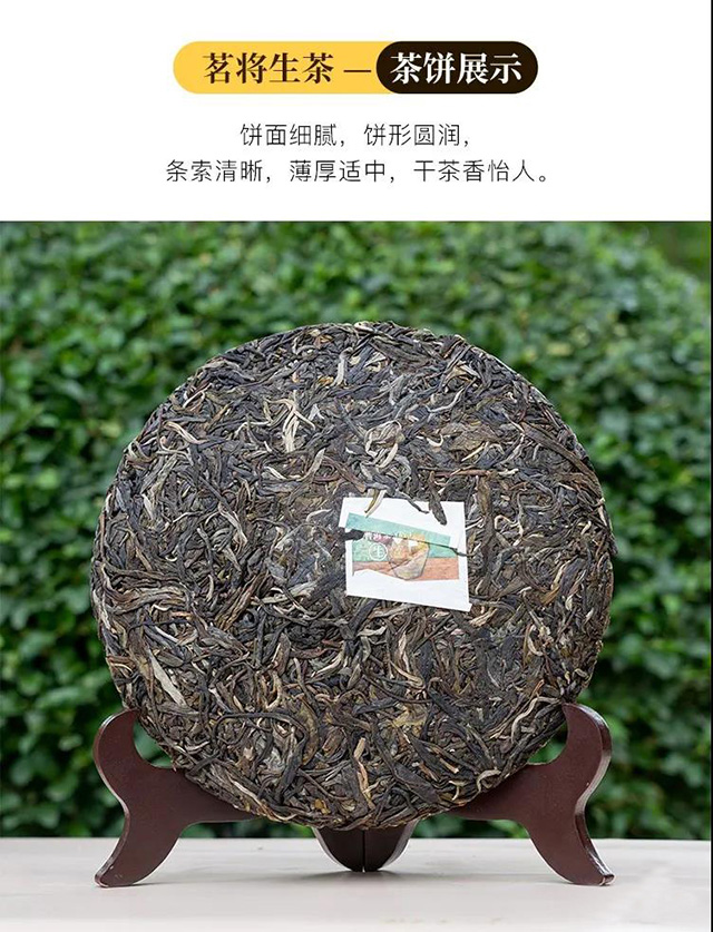 老同志2021年茗将生熟茶