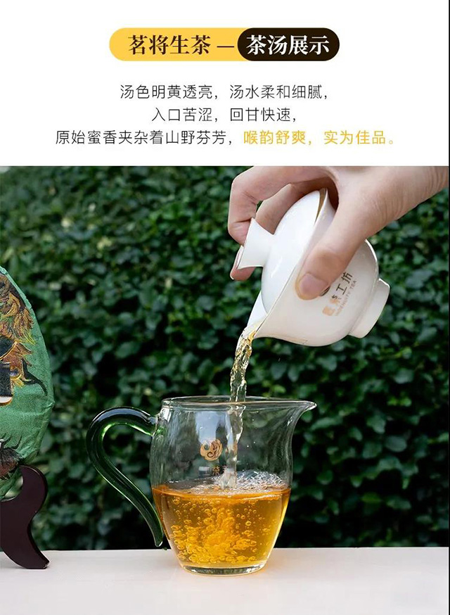 老同志2021年茗将生熟茶