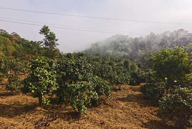 龙润茶迷帝普洱茶