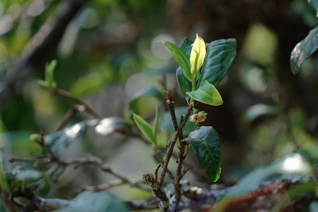 津乔普洱古树春茶