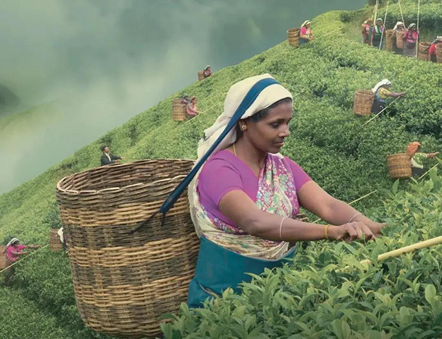 斯里兰卡茶农正在采茶