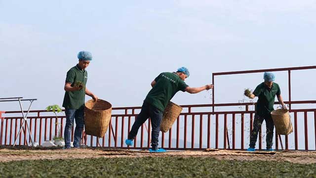 普洱杂志