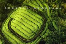 大益茶：寻茶乡游雨林钻野象谷，这个暑假就选西双版纳