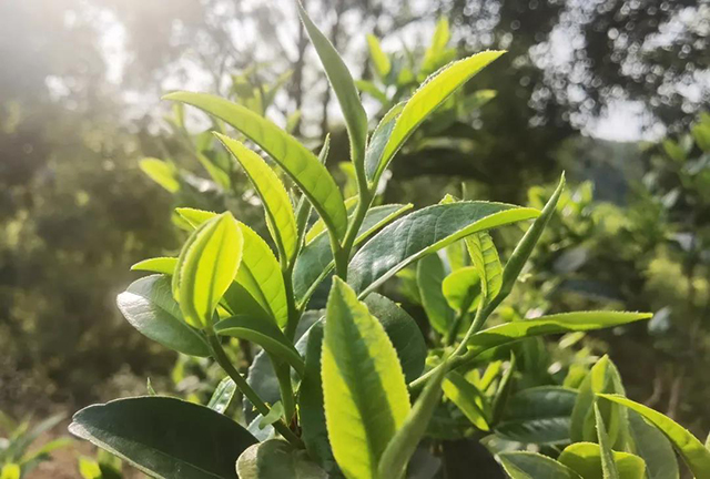 戎氏岩子头普洱茶