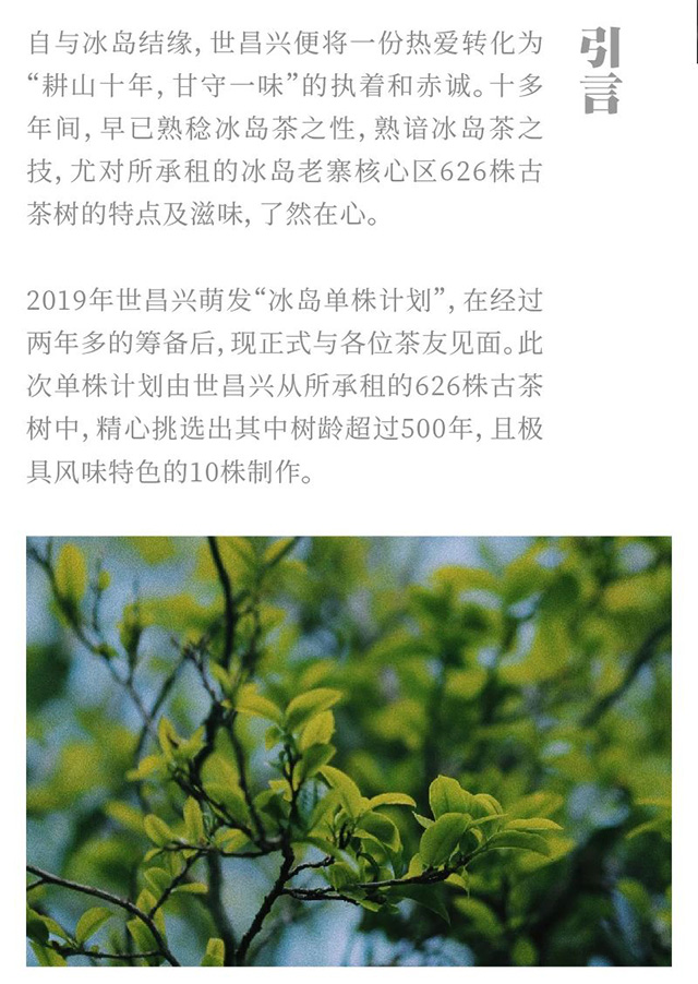 世昌兴冰岛单株大美