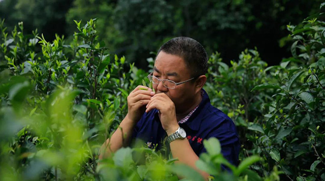 杨世华先生在中吉号麻黑古茶园基地