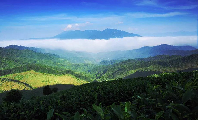 龙润茶86道质量把关