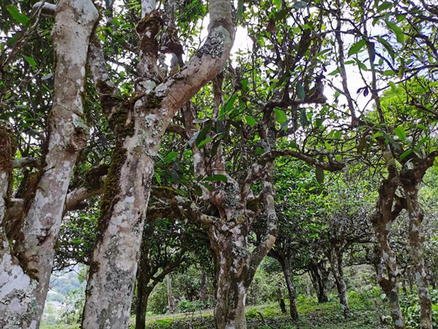 龙润茶86道质量把关