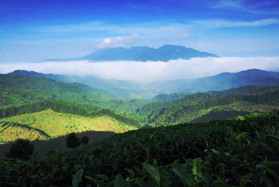 龙润茶86道质量把关（二）：生态系统把关