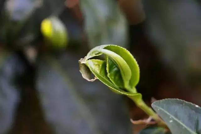 龙润茶86道质量把关