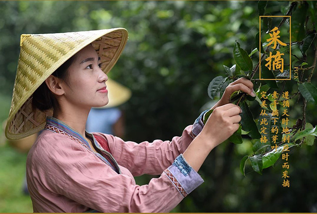 龙润茶2021藏香普洱茶