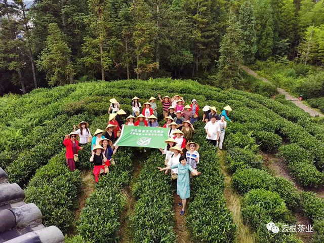 云根白茶石家庄茶博会