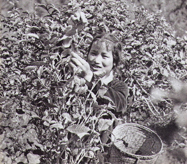 景颇姑娘喜摘春茶