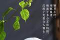 益木堂“茶仓珍品·困鹿山”：朝贡皇家春最美