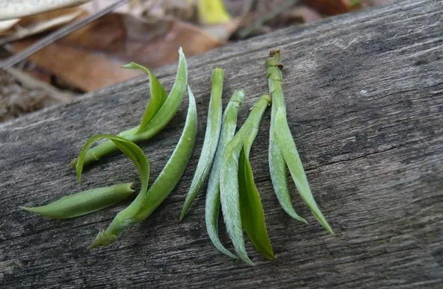 龙润曼松贡茶普洱茶