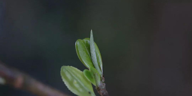 龙润曼松贡茶普洱茶