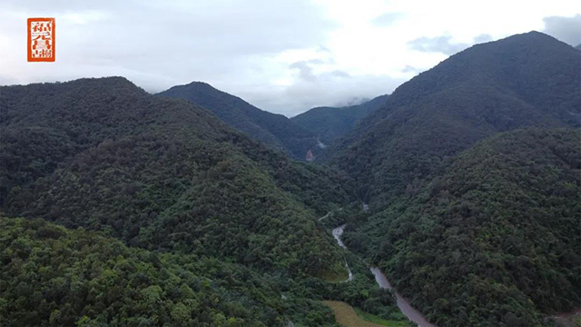 福元昌古树普洱茶刮风寨茶王树